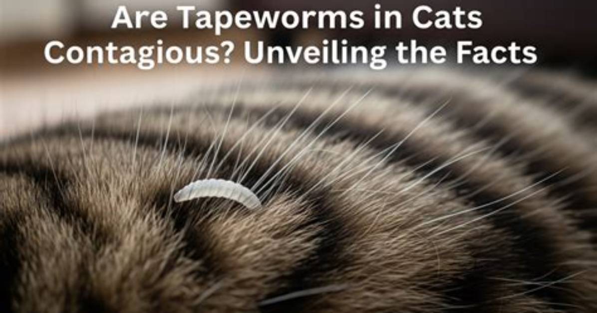 Are Cat Tapeworms Contagious?