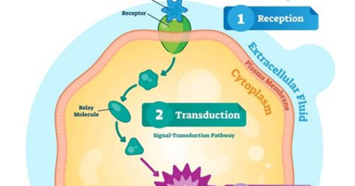 Are Cell Signaling Pathway?