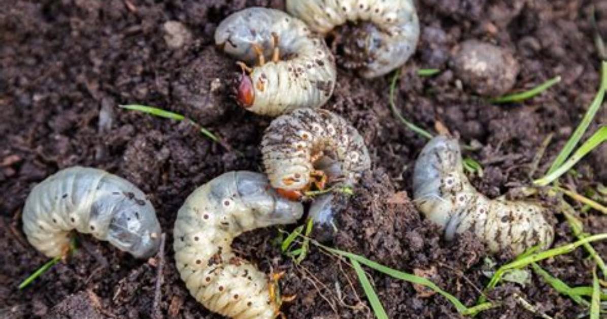 Are Chafer Grubs the Same as Leather Jackets?