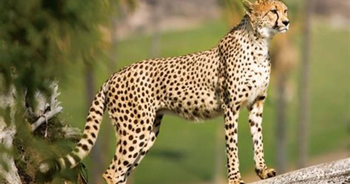 Are Cheetahs Friendly