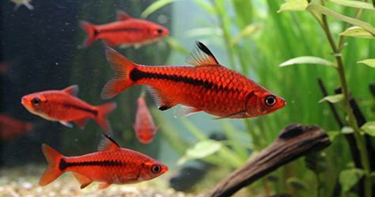 Are Cherry Barbs Peaceful?