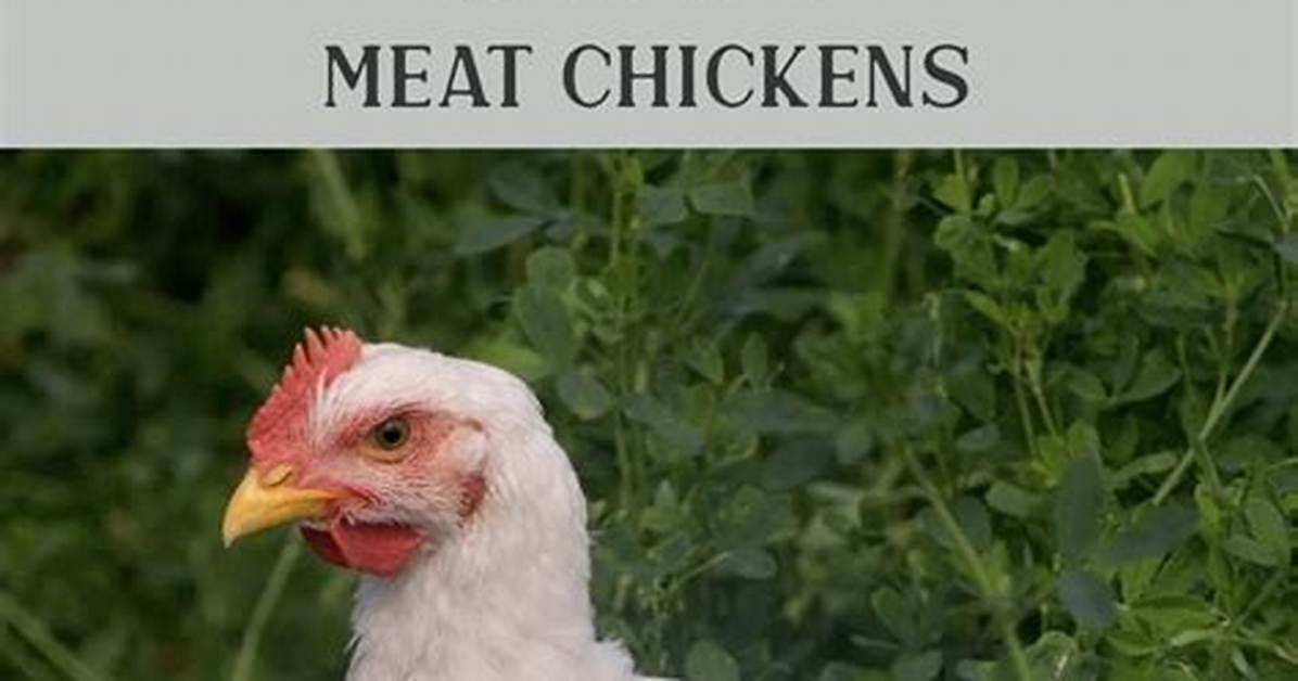 Are Chickens Cost Effective?