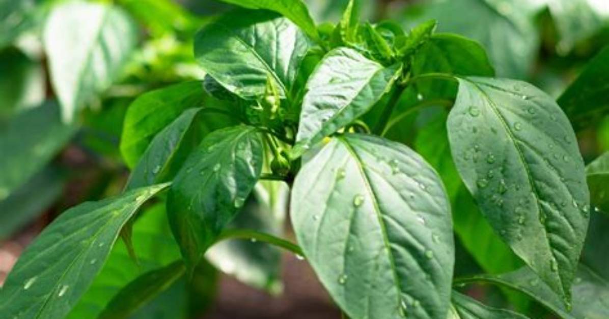 Are Chilli Leaves Hot