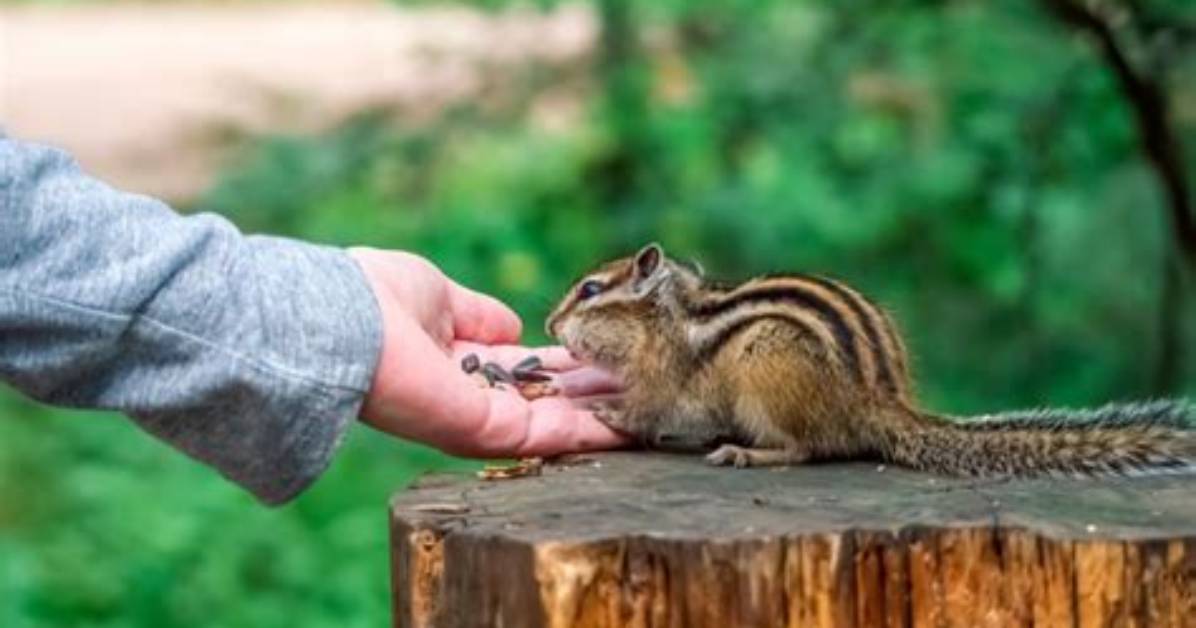 Are Chipmunks Friendly