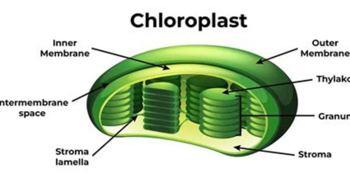 Are Chloroplasts Green? | Contextresponse. Com