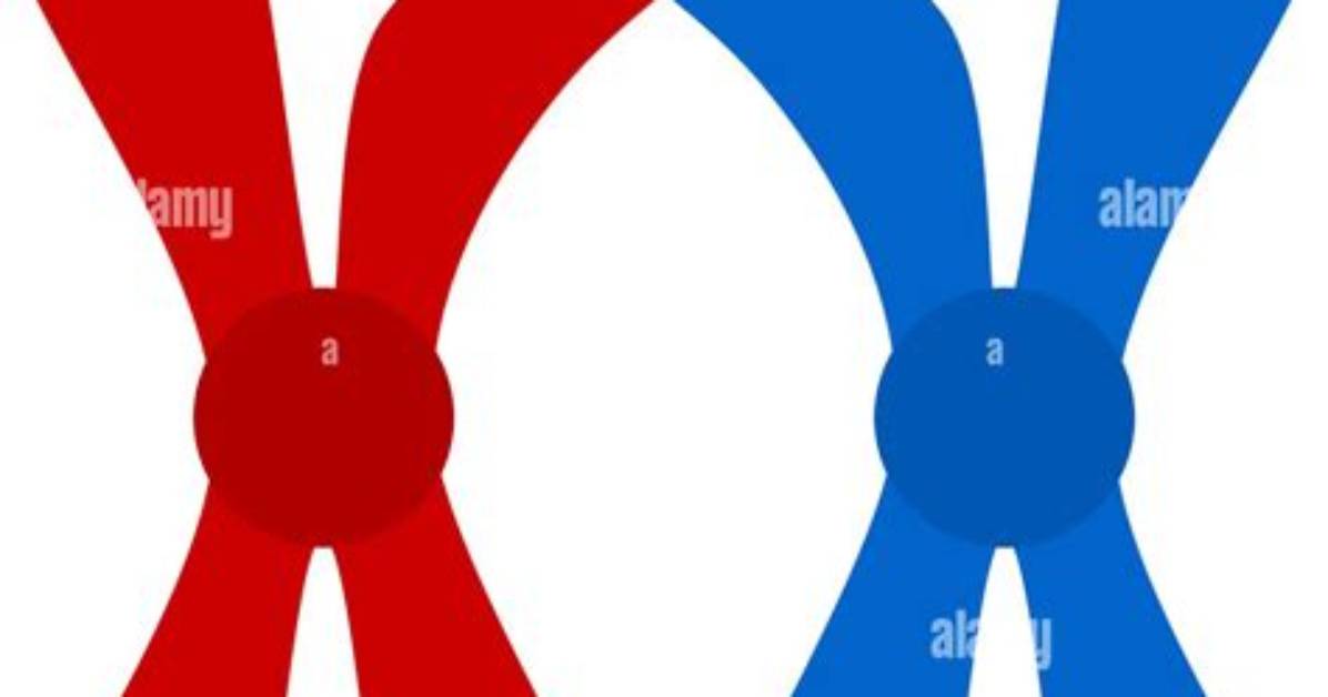 Are Chromosomes X Shaped?