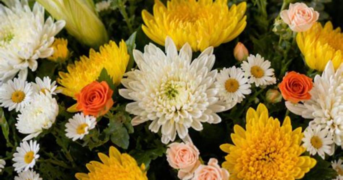 Are Chrysanthemums Daisies