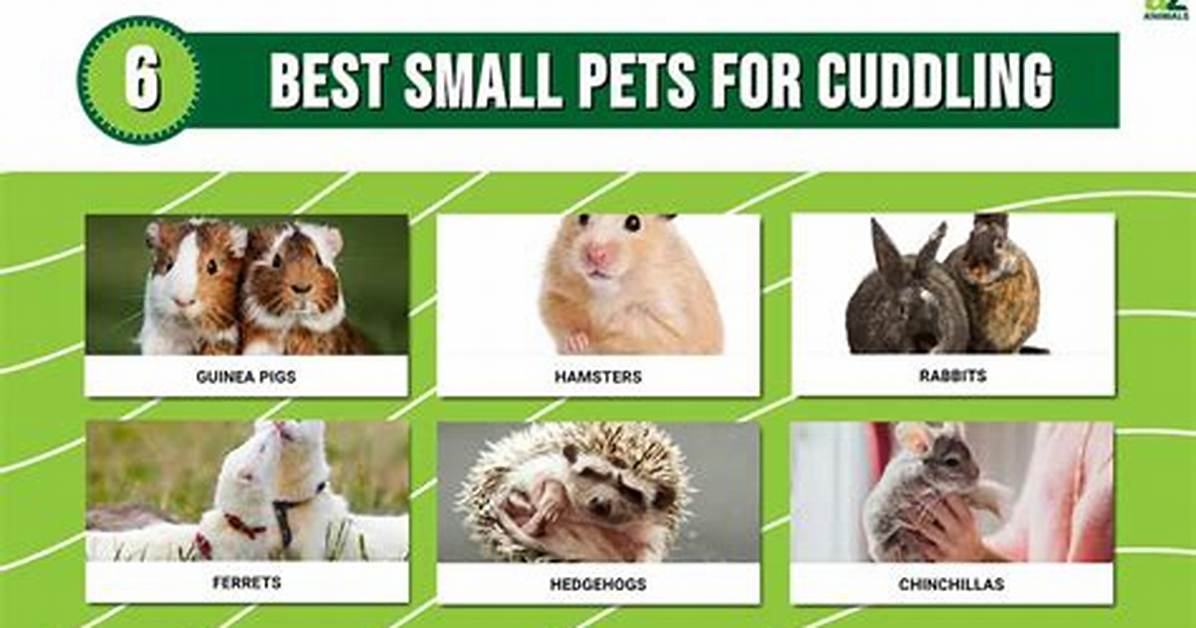Are Chukars Good Pets?
