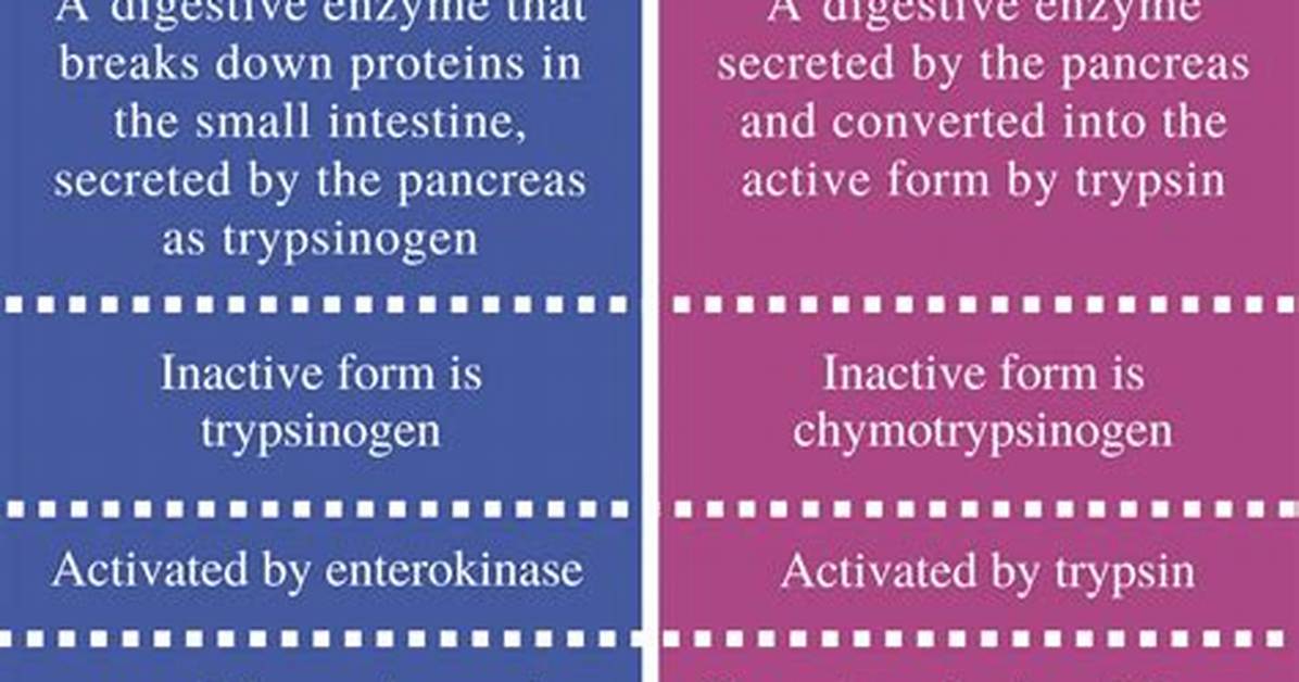 Are Chymotrypsin and Trypsin the Same?