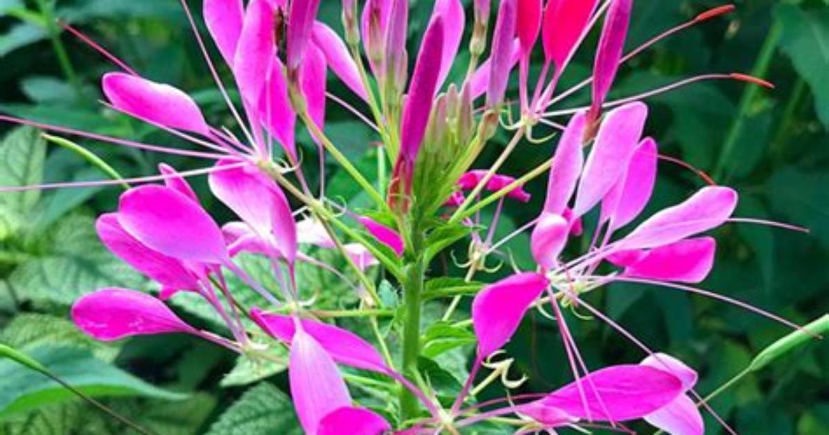 Are Cleome Deer Resistant?