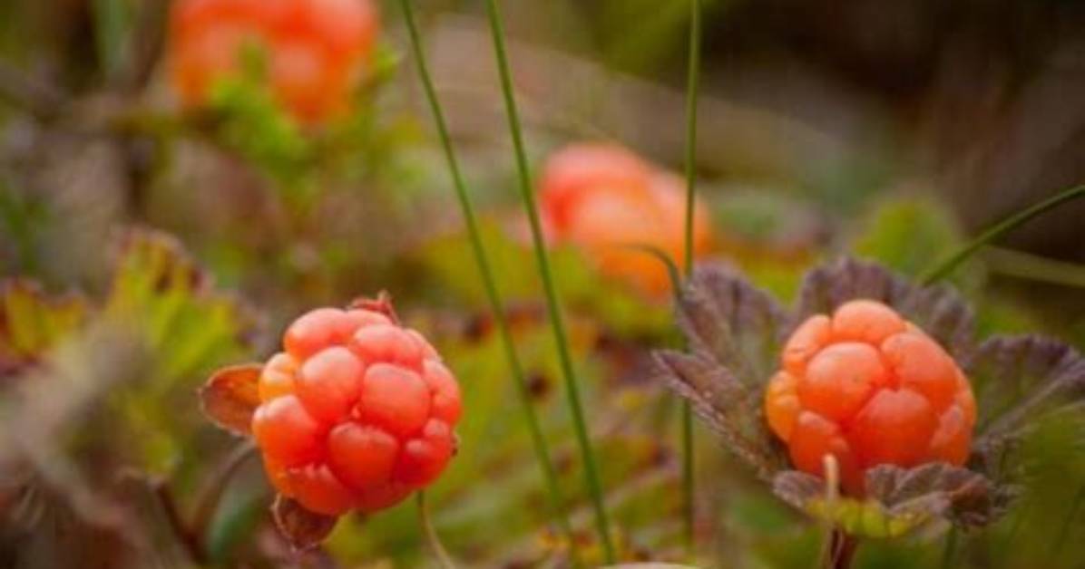 Are Cloudberries Good for You?