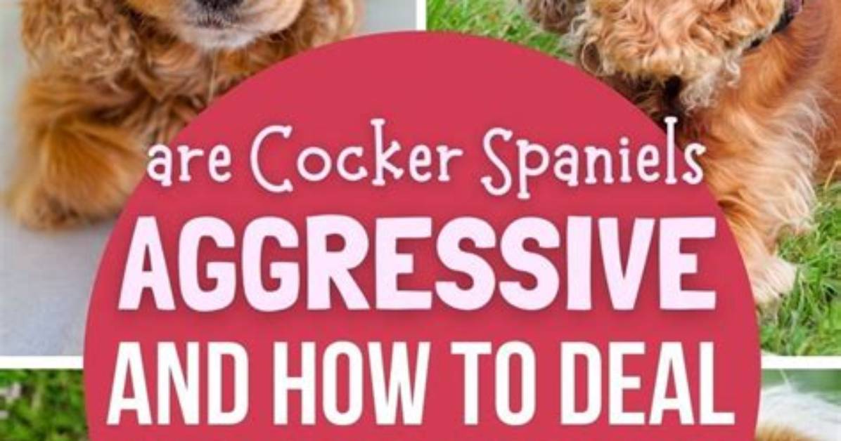 Are Cocker Spaniels Aggressive?