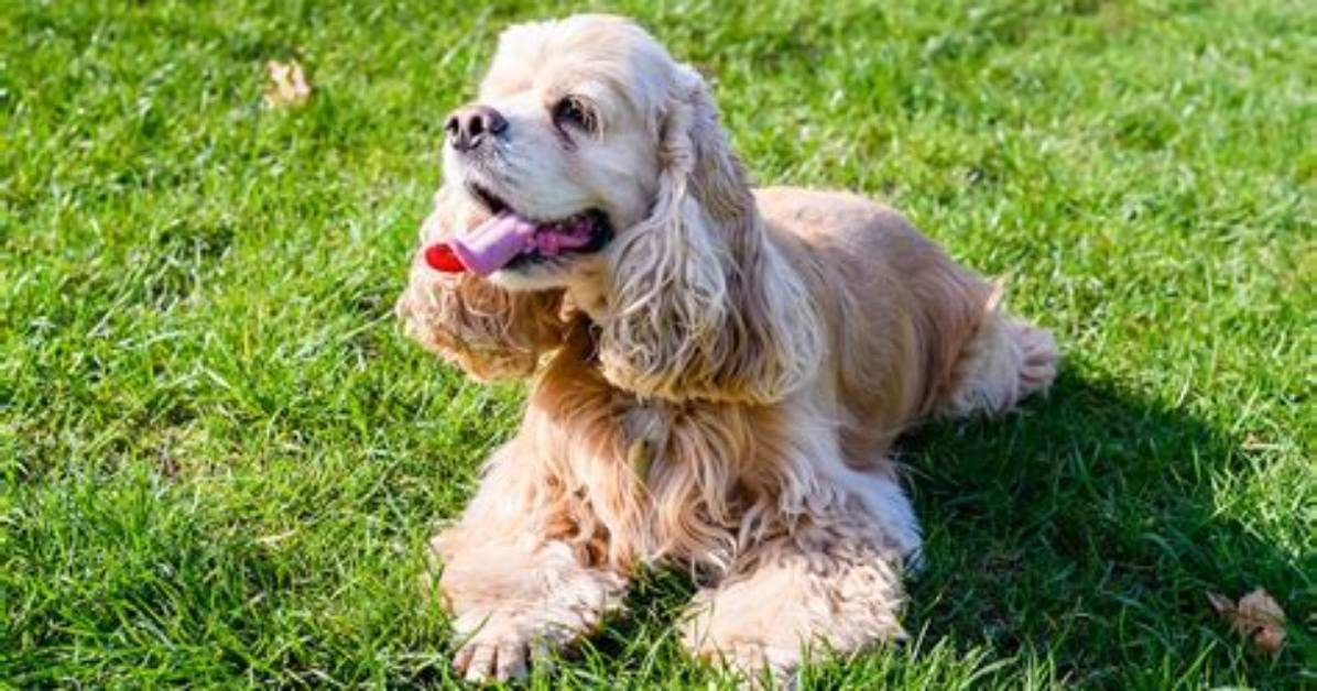 Are Cocker Spaniels Overbred?