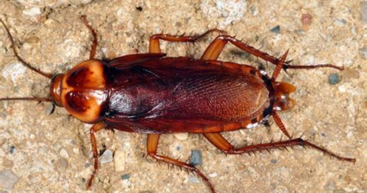 Are Cockroaches Common
