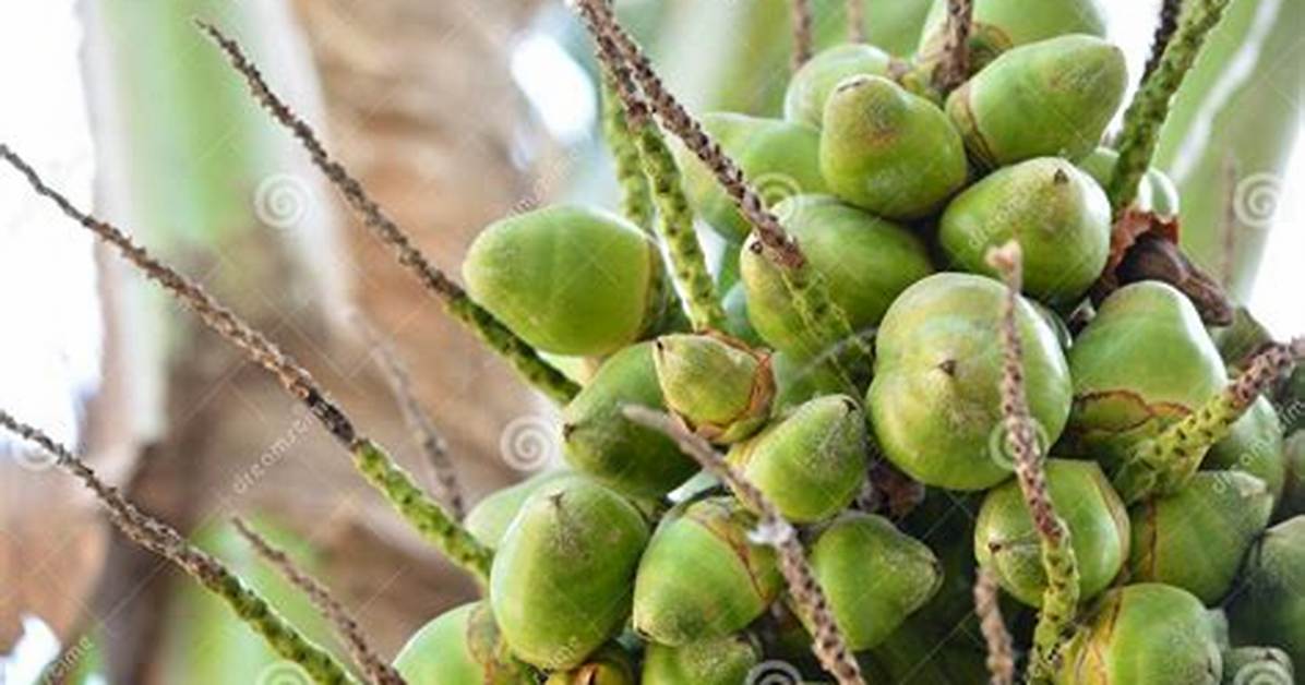 Are Coconuts Tree Nuts?