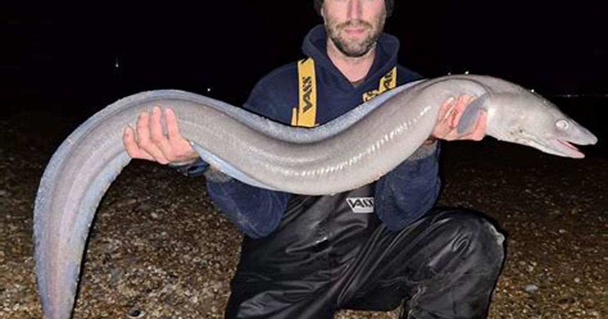 Are Conger Eels Endangered?