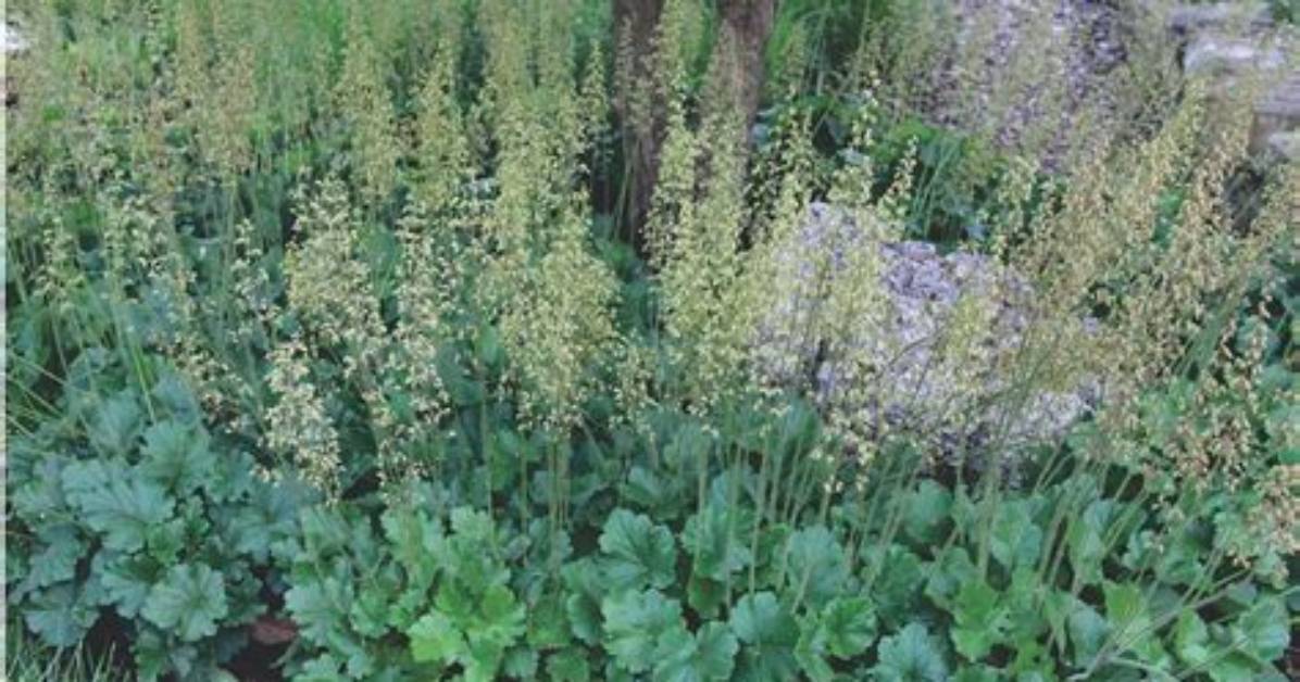 Are Coral Bells Native? | Contextresponse. Com