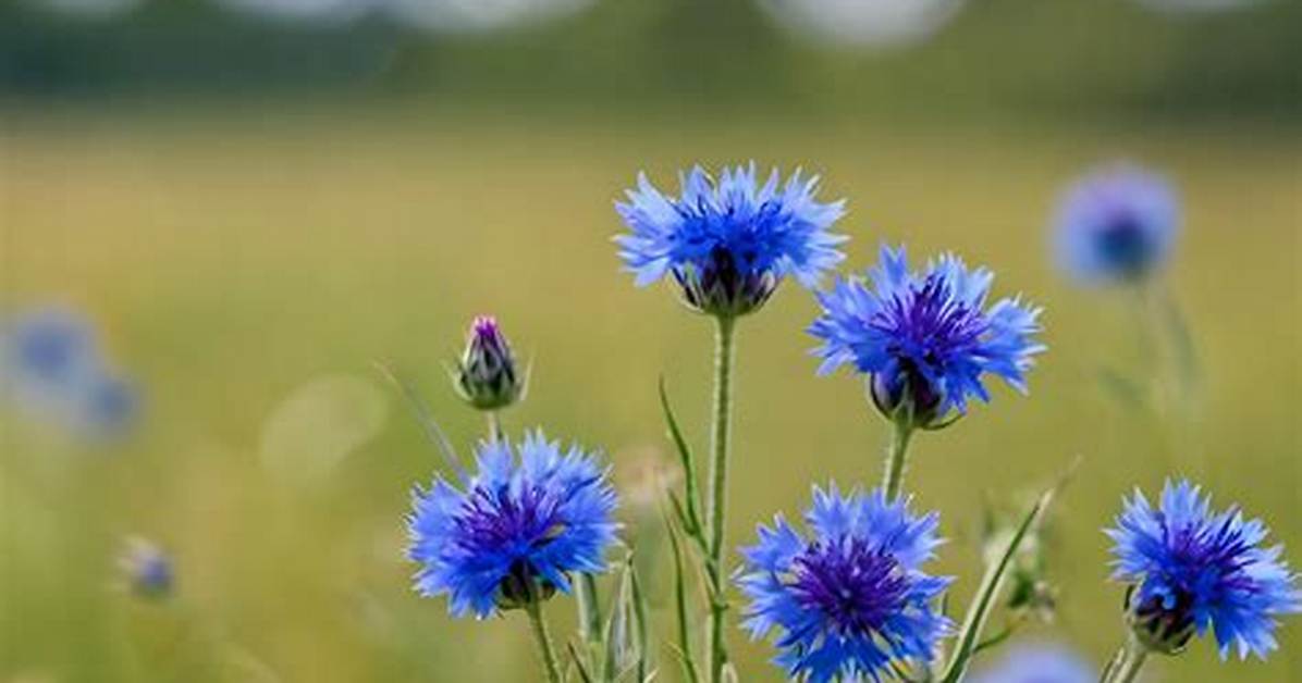 Are Cornflowers Wildflowers