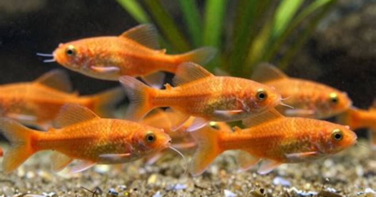 Are Corydoras Schooling Fish?