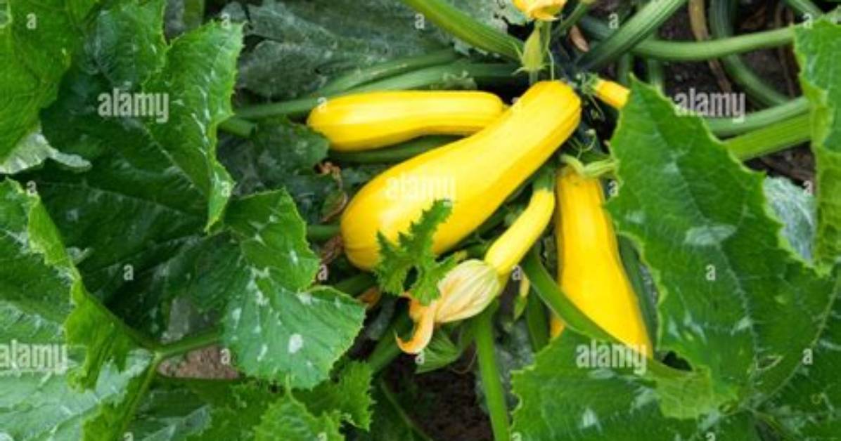 Are Courgettes Yellow