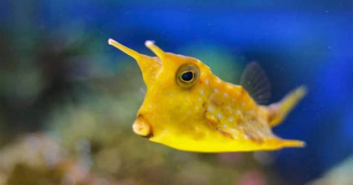 Are Cowfish Reef Safe?