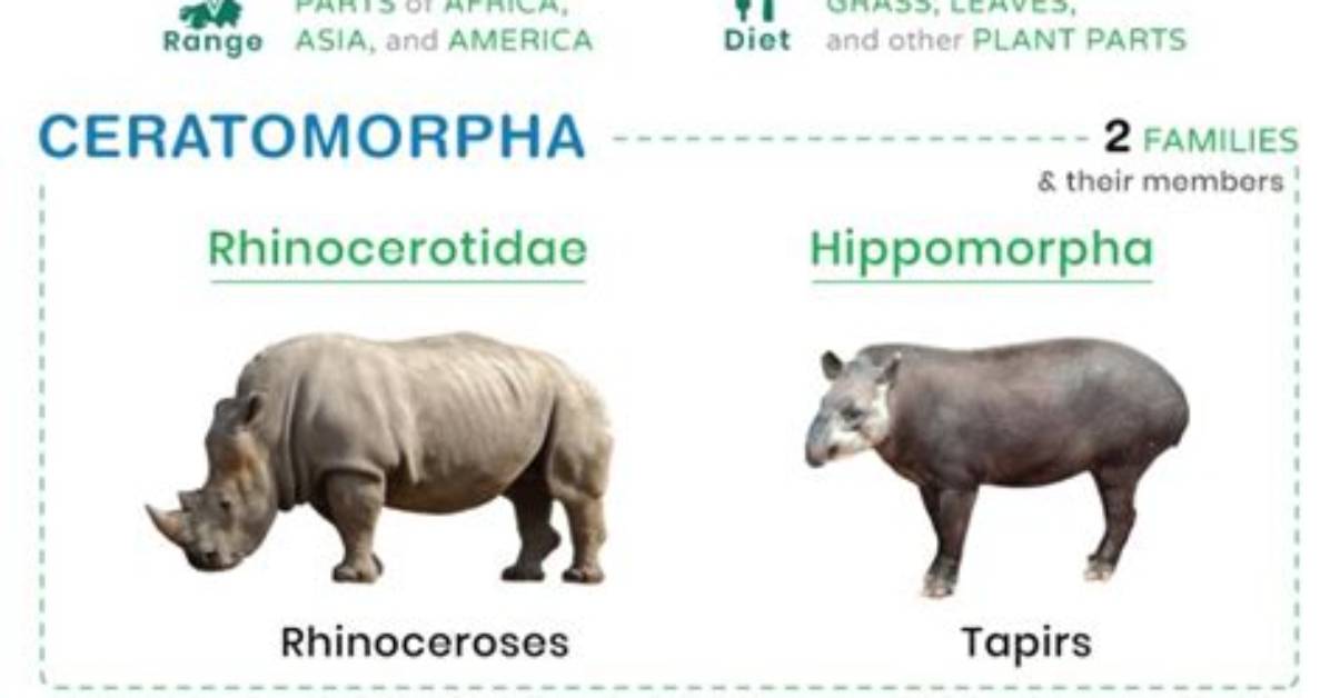 Are Cows Odd-Toed