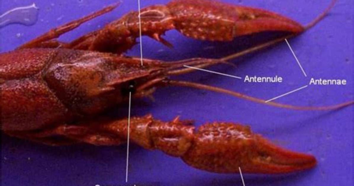 Are Crayfish Antennae Biramous?