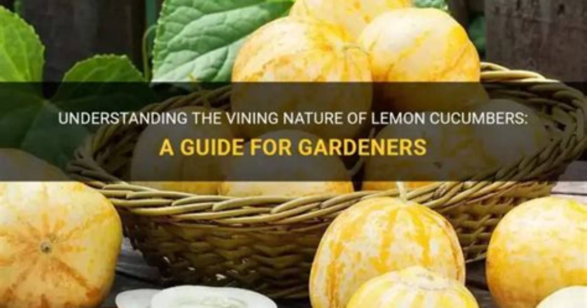 Are Cucumbers Vining Plants?