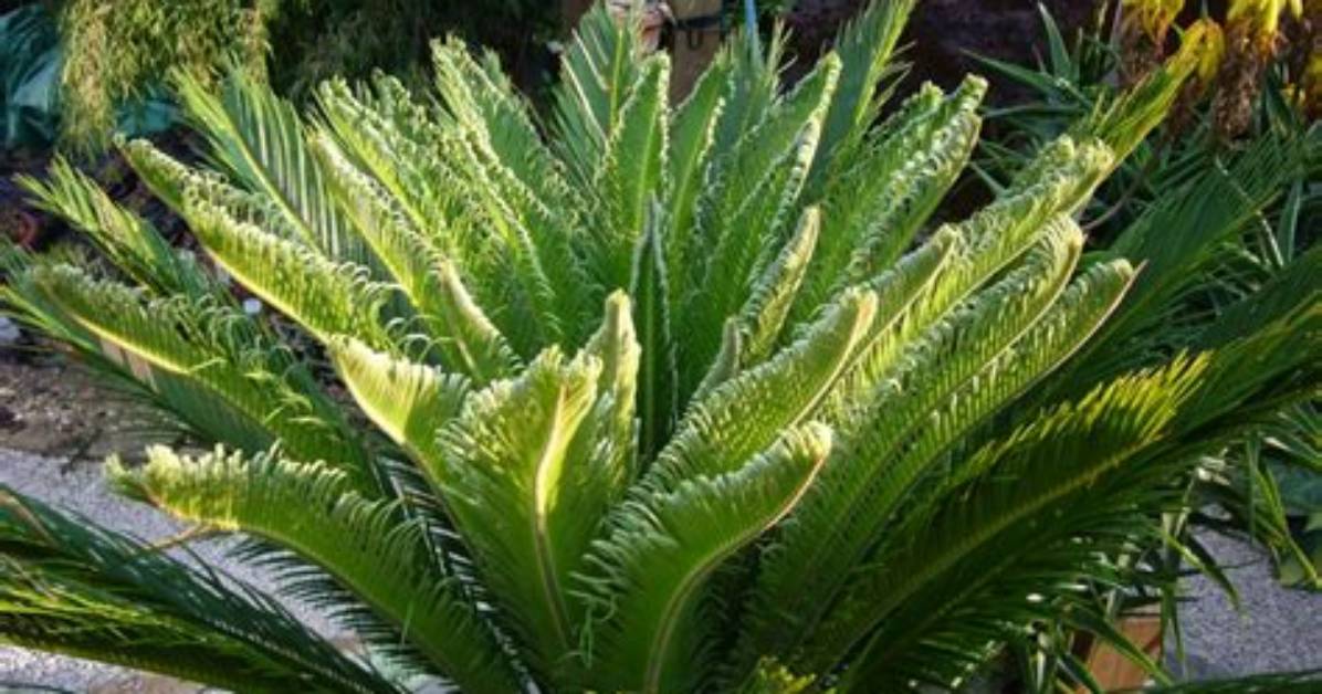 Are Cycads Spiky