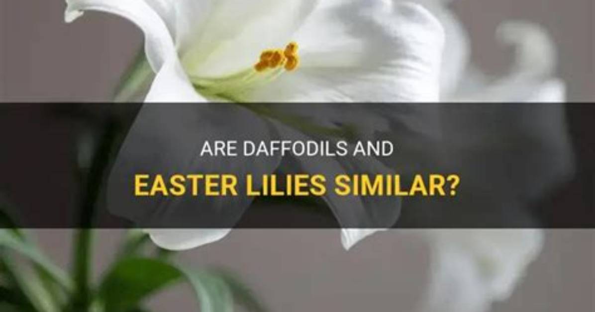 Are Daffodils Easter Lilies