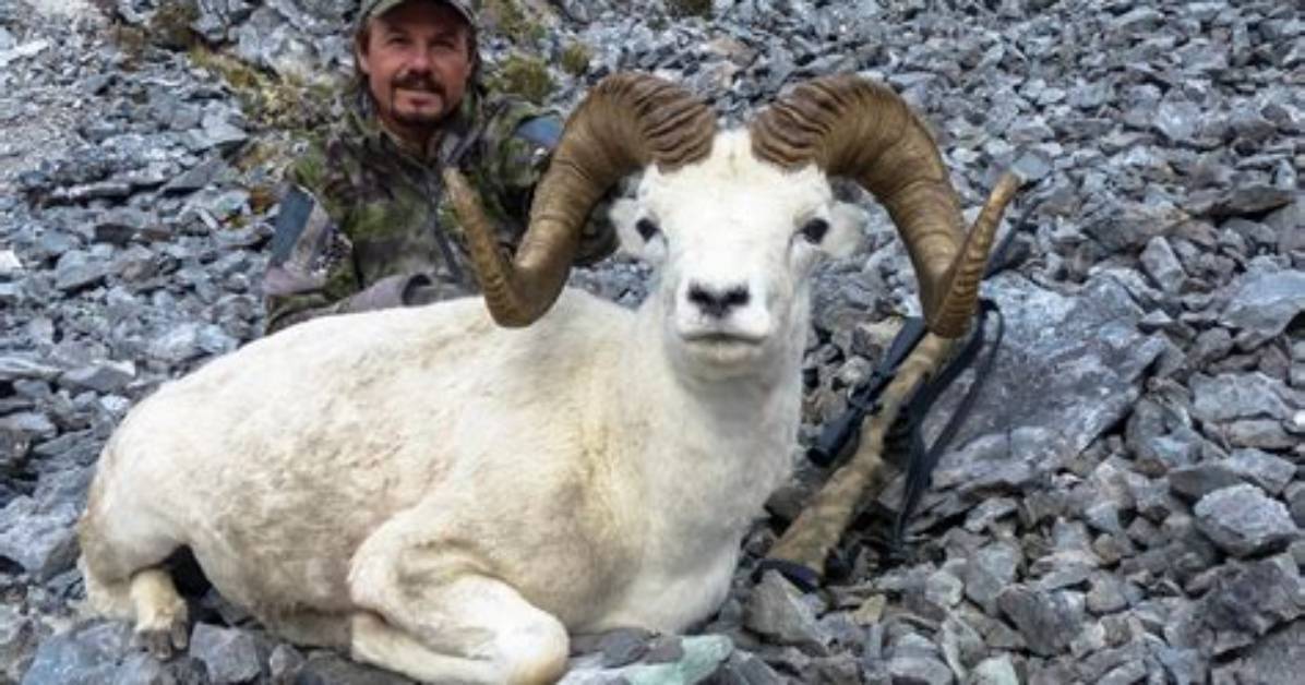 Are Dall Sheep Hunted