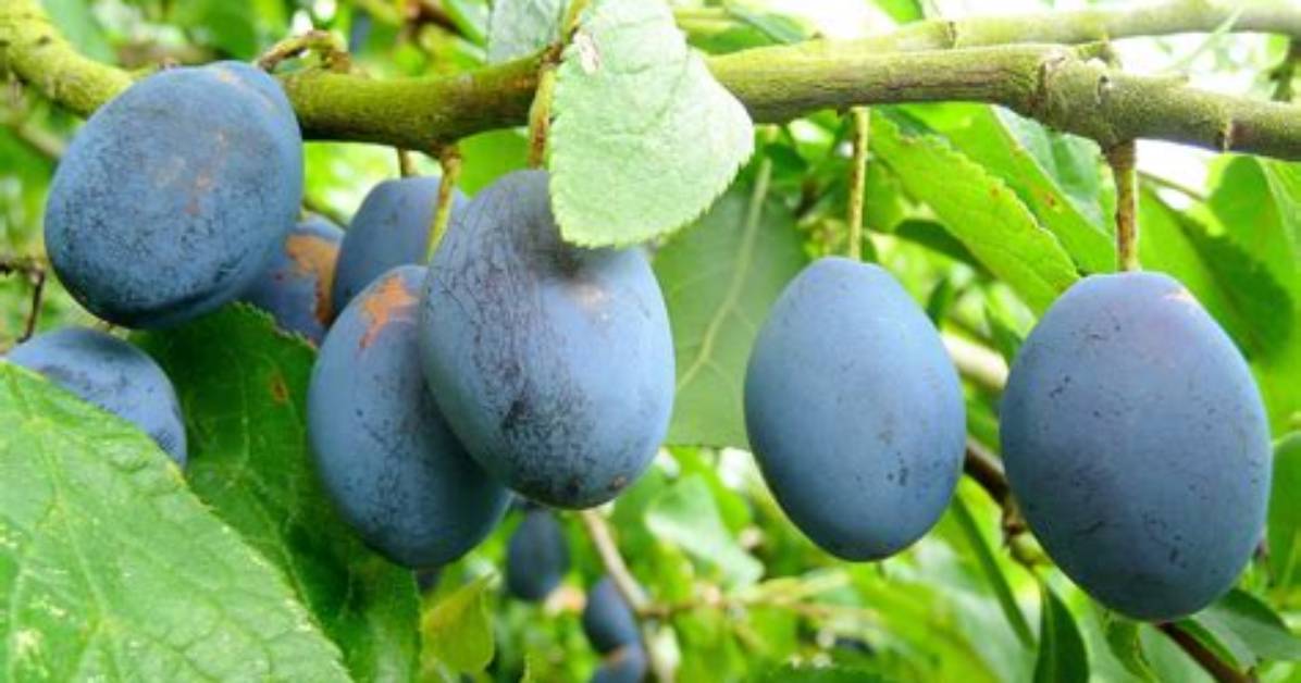 Are Damsons Edible