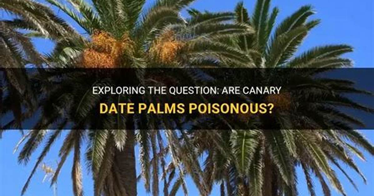 Are Date Palms Poisonous?