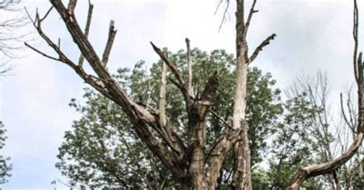 Are Dead Trees a Hazard