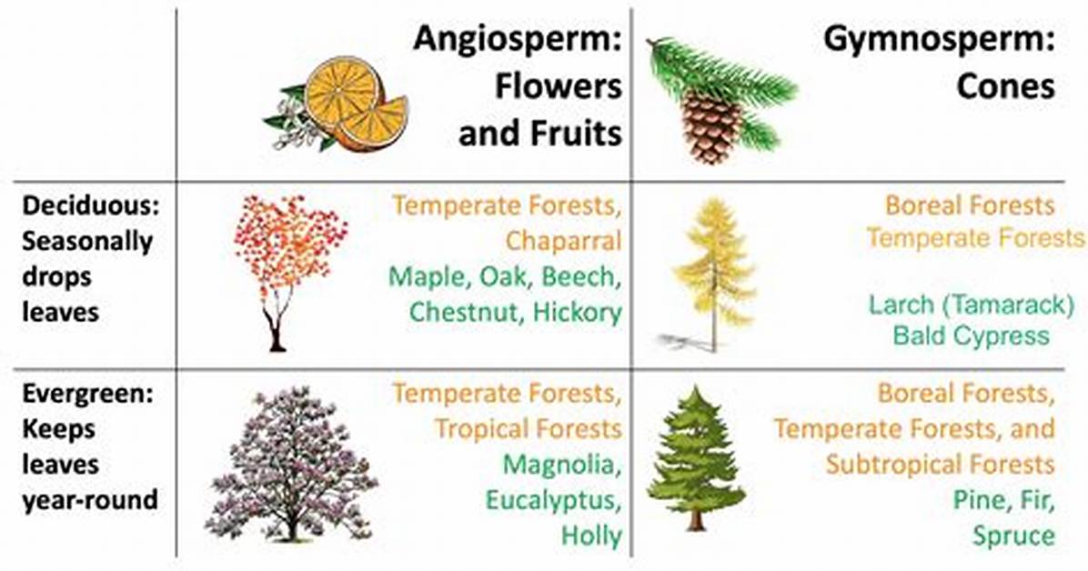 Are Deciduous Trees Angiosperms?