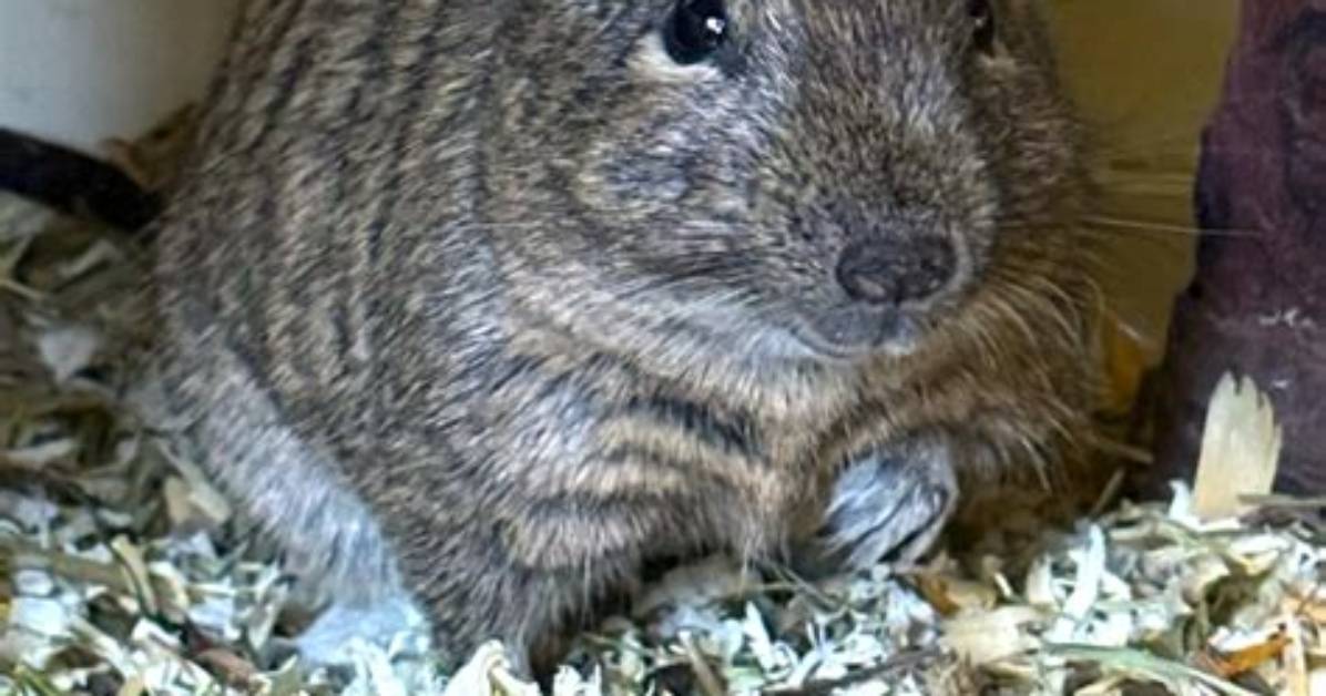 Are Degus Herbivores