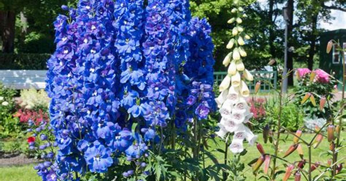 Are Delphiniums Short Lived? | Contextresponse. Com