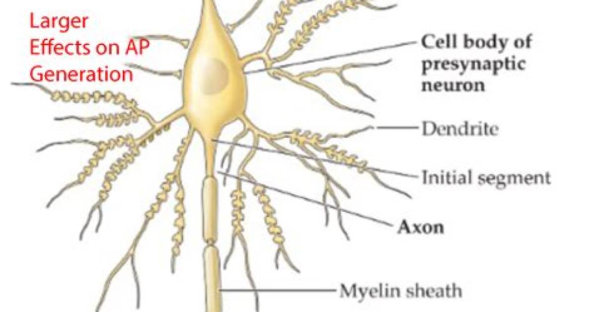Are Dendrites Presynaptic or Postsynaptic?