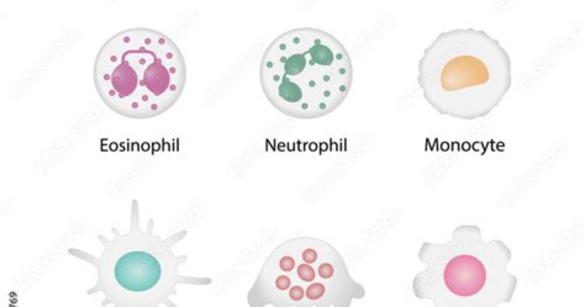Are Dendritic Cells Phagocytic?