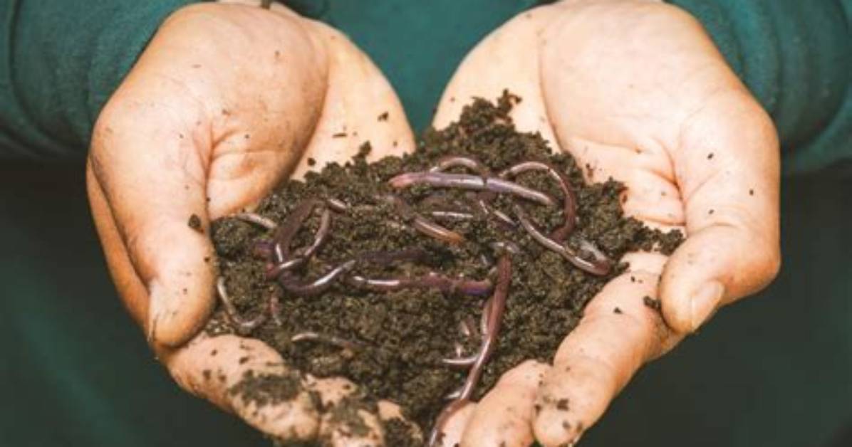 Are Dew Worms Good for Composting