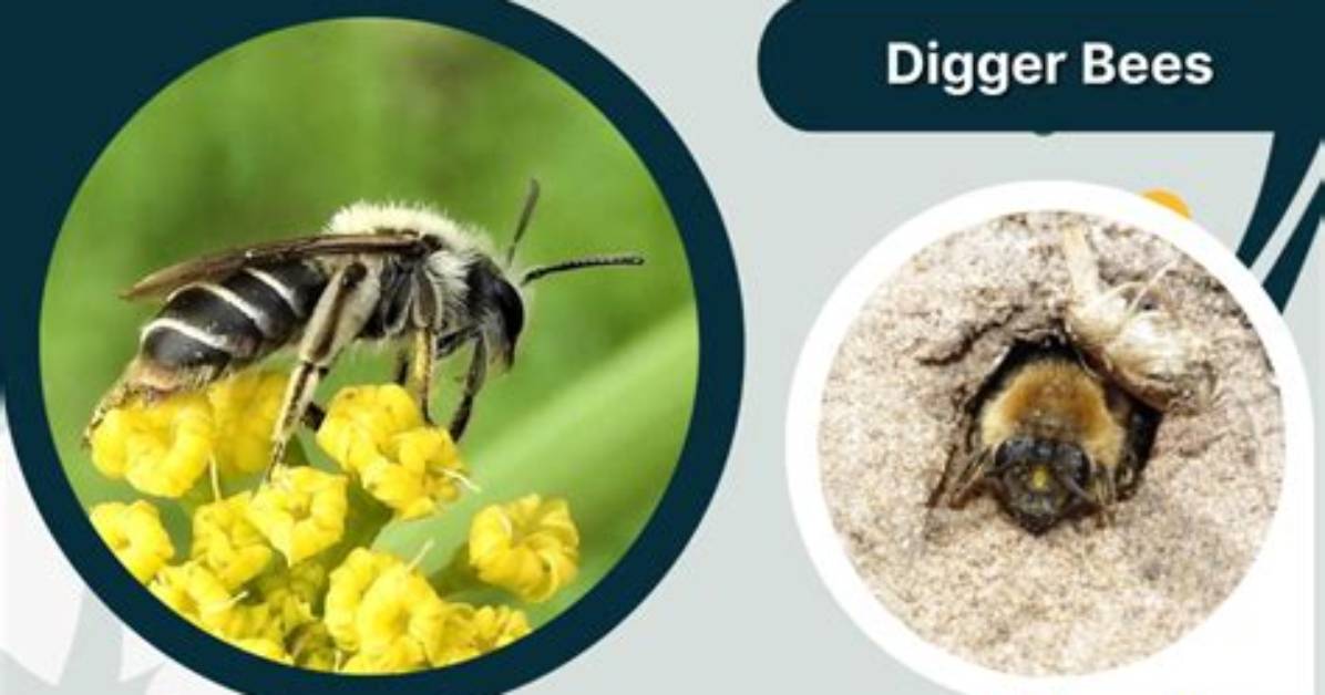 Are Digger Bees Good?