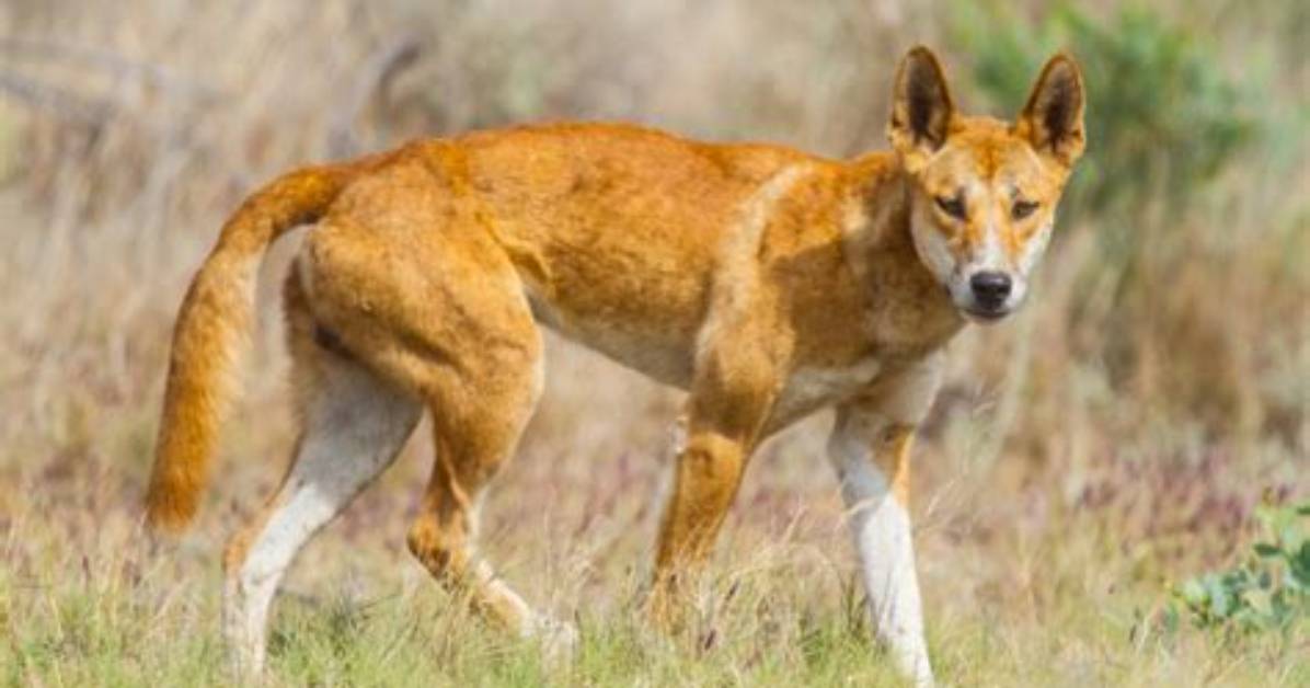 Are Dingoes Endangered?