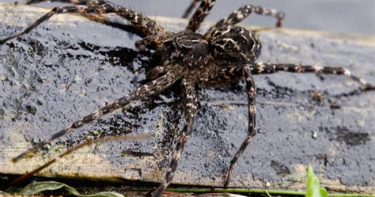 Are Dock Spiders Venomous?