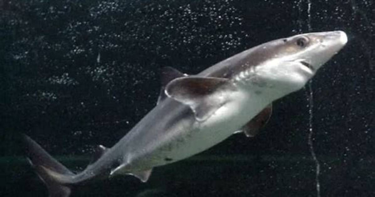 Are Dogfish Aggressive