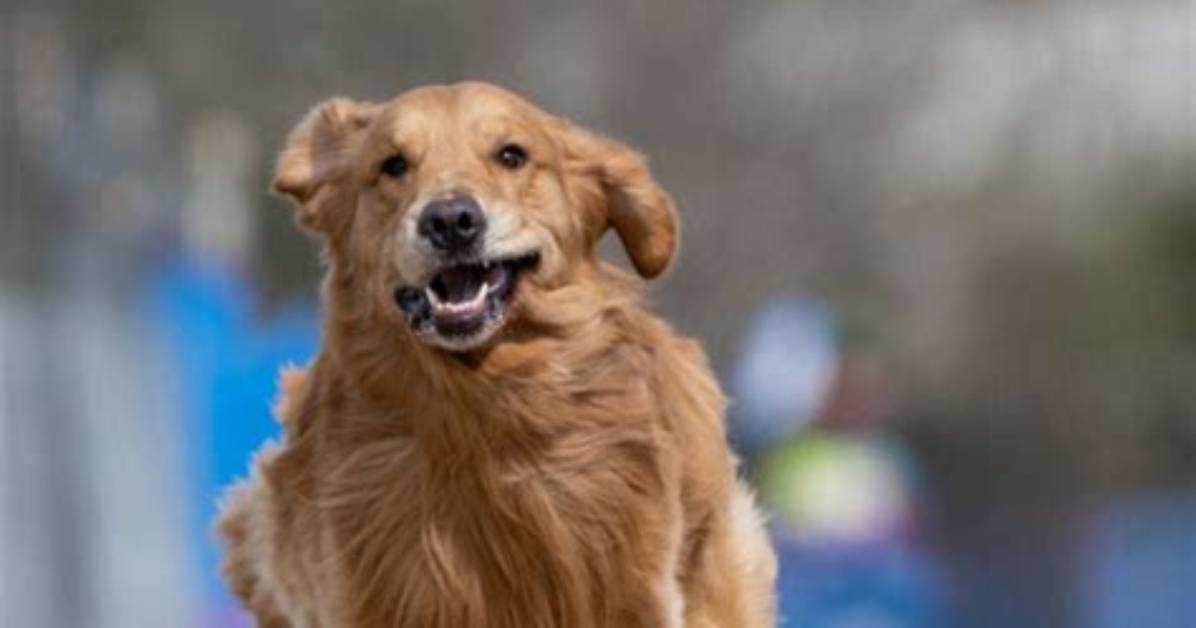 Are Dogs Fast?