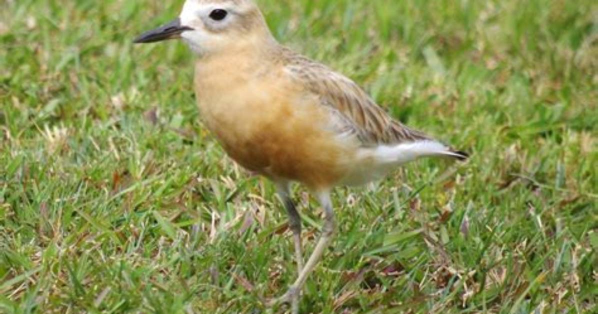 Are Dotterels Protected in Nz?