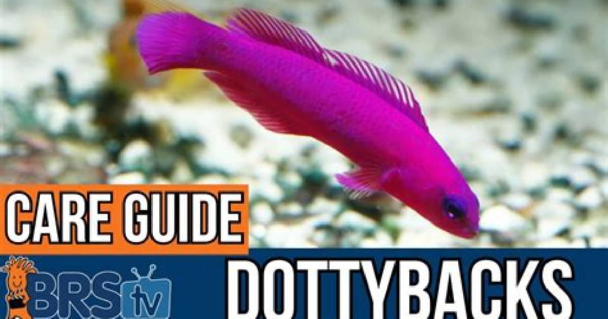Are Dottybacks Aggressive