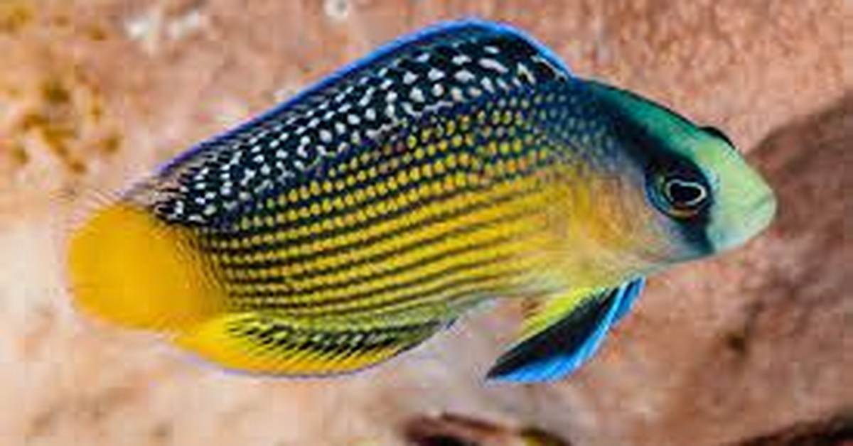 Are Dottybacks Reef Safe