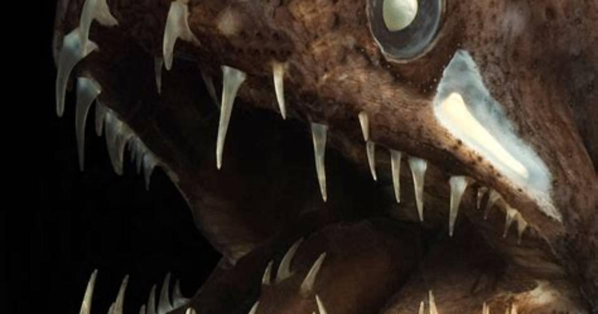 Are Dragonfish Real?