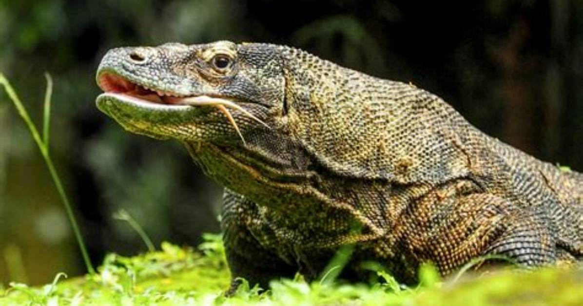 Are Dragons Reptiles